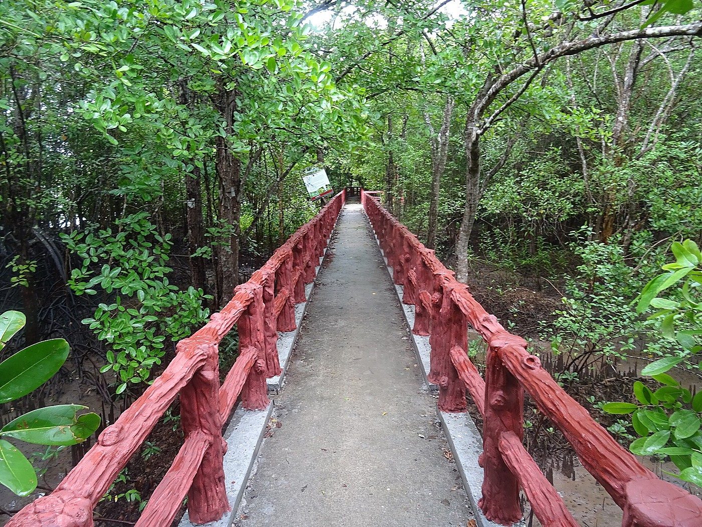 Mangrove boardwalks along the quiet Rayong coast.