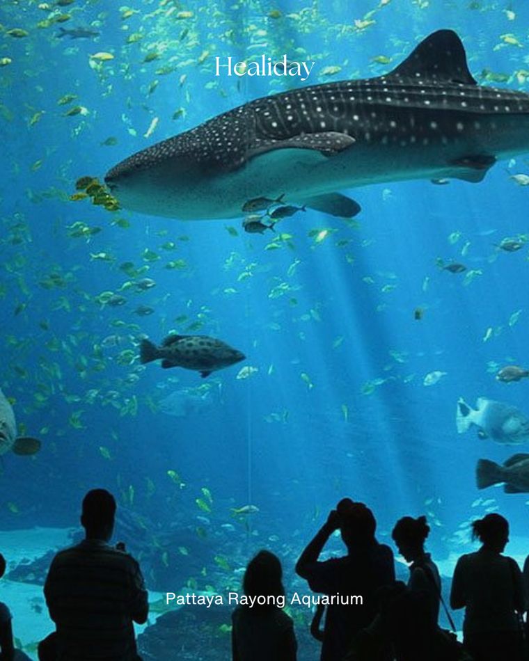 A whale shark gliding overhead at Rayong Aquarium