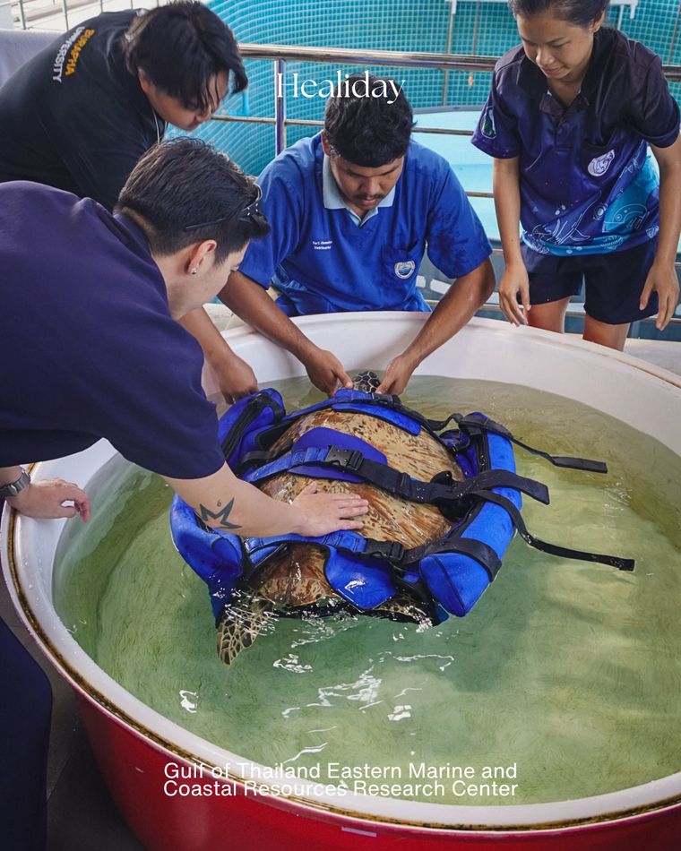 Sea-turtle care at the Eastern Marine and Coastal research center, Rayong